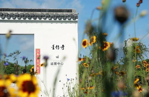 产业兴旺新篇章 奉贤一村以摄制服务走出特色发展路